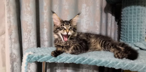 Мой кот